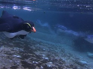 underwater PenguinCam