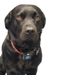 Pet GPS Tracker